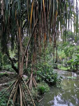 Image of Pandanus urophyllus Hance