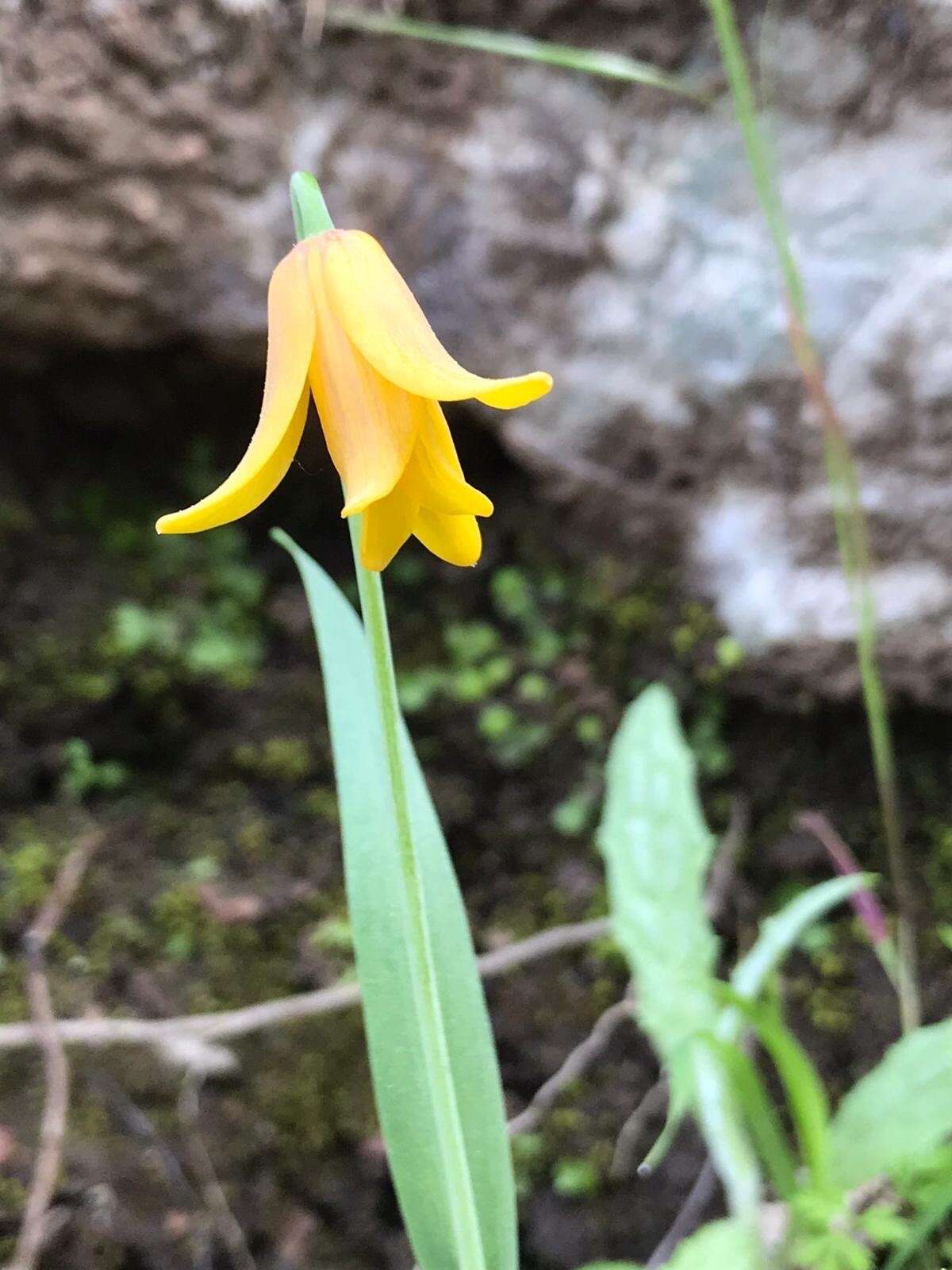 Image of Fritillaria sibthorpiana (Sm.) Baker