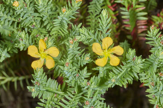 Image of Hypericum arbuscula Standl. & Steyerm.