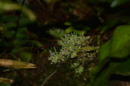 Image of Cladonia ceratophylla (Sw.) Spreng.