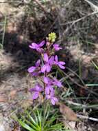 Image de Stylidium productum M. M. Hindmarsh & D. F. Blaxell