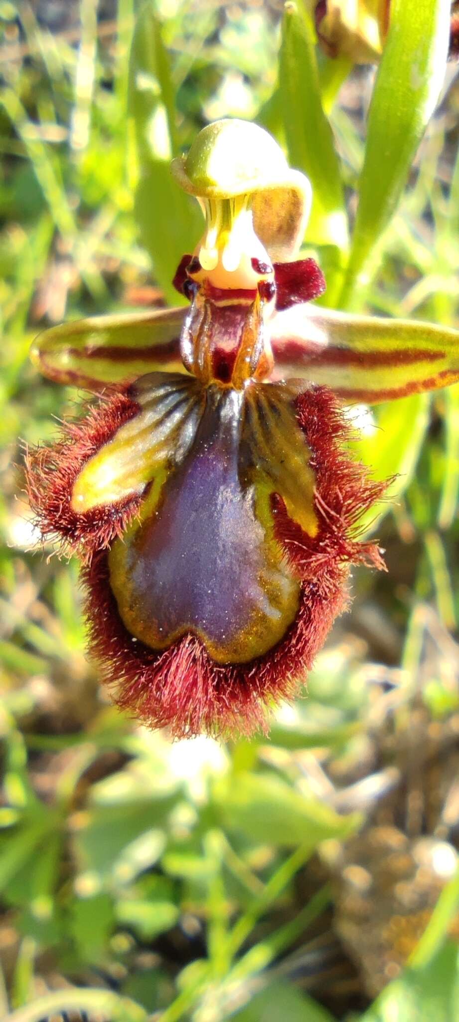 Image of Ophrys speculum subsp. speculum