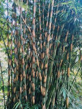 Imagem de Gigantochloa apus (Schult. fil.) Kurz