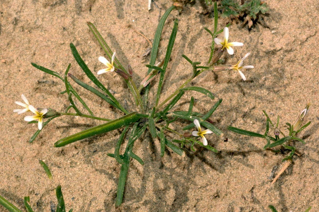 Image de Leptaleum filifolium (Willd.) DC.