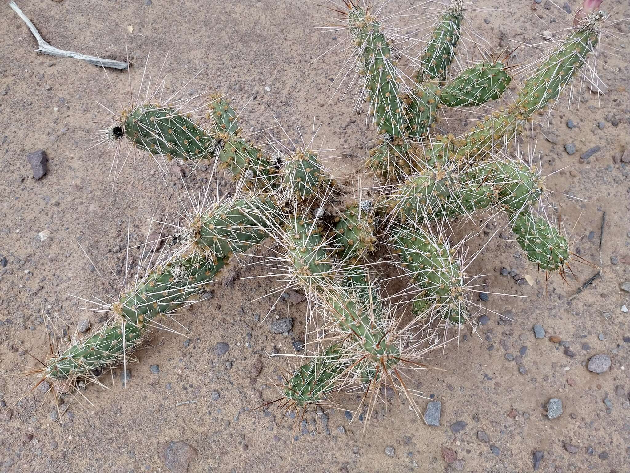 Image of Panhandle Prickly-pear