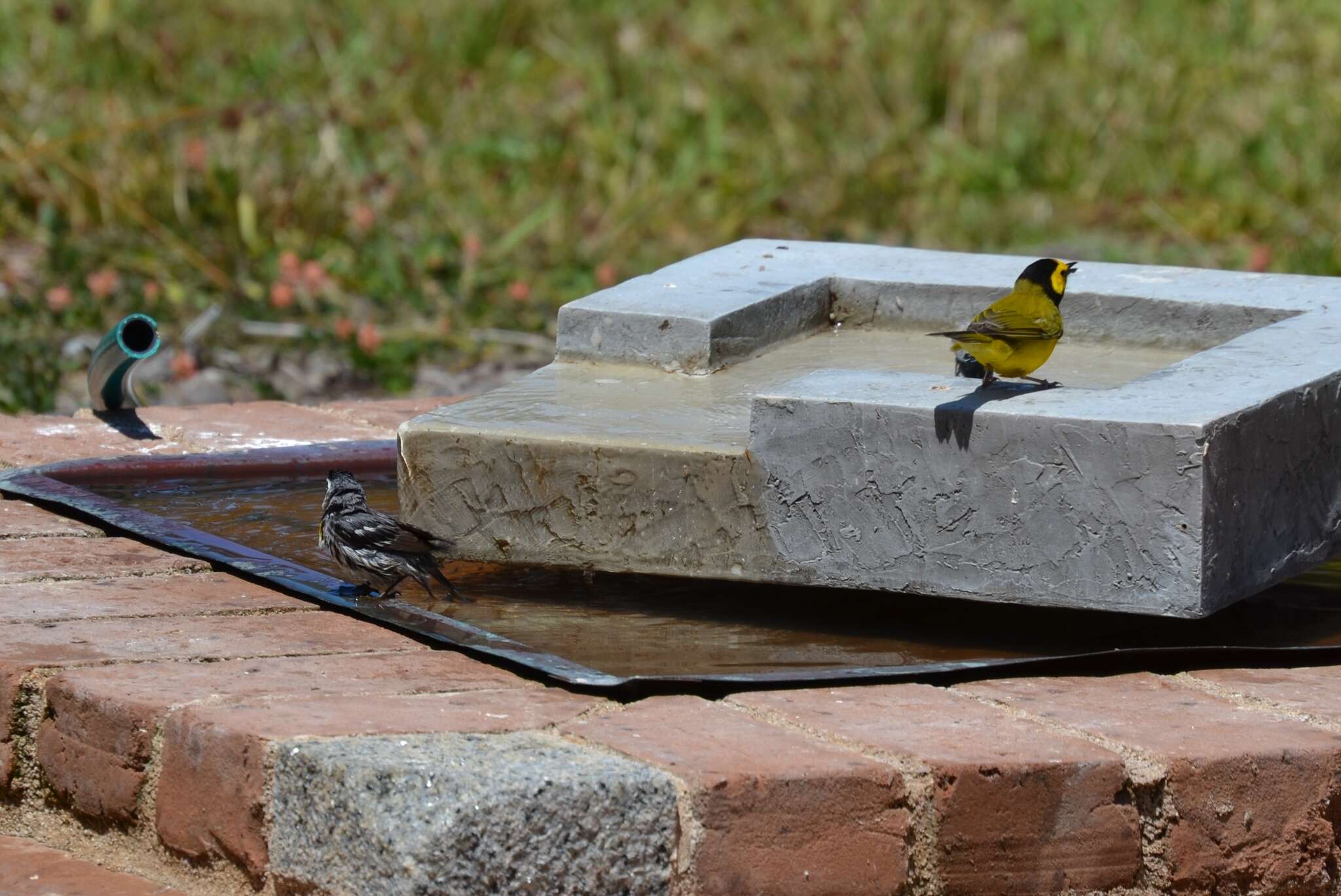 Image of Hooded Warbler