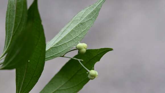 Image of Chiropetalum schiedeanum (Müll. Arg.) Pax