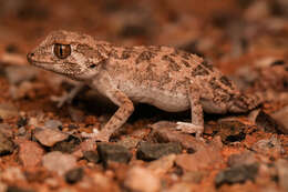 Image of Helmeted gecko