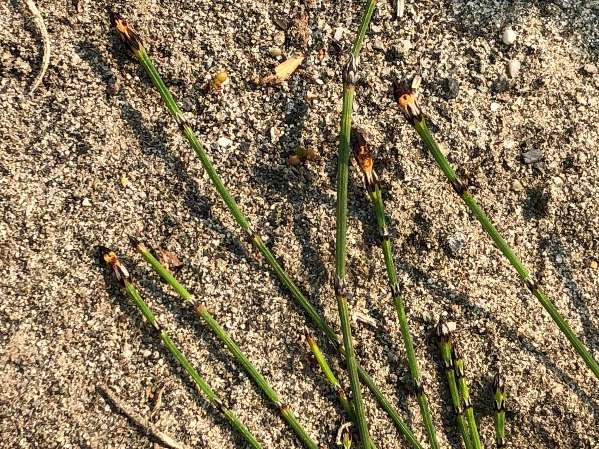 Image of variegated scouringrush