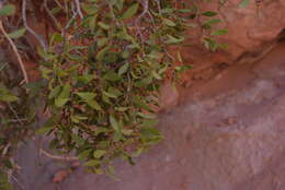 Image of Tricerma viscifolium (Griseb.) Lundell