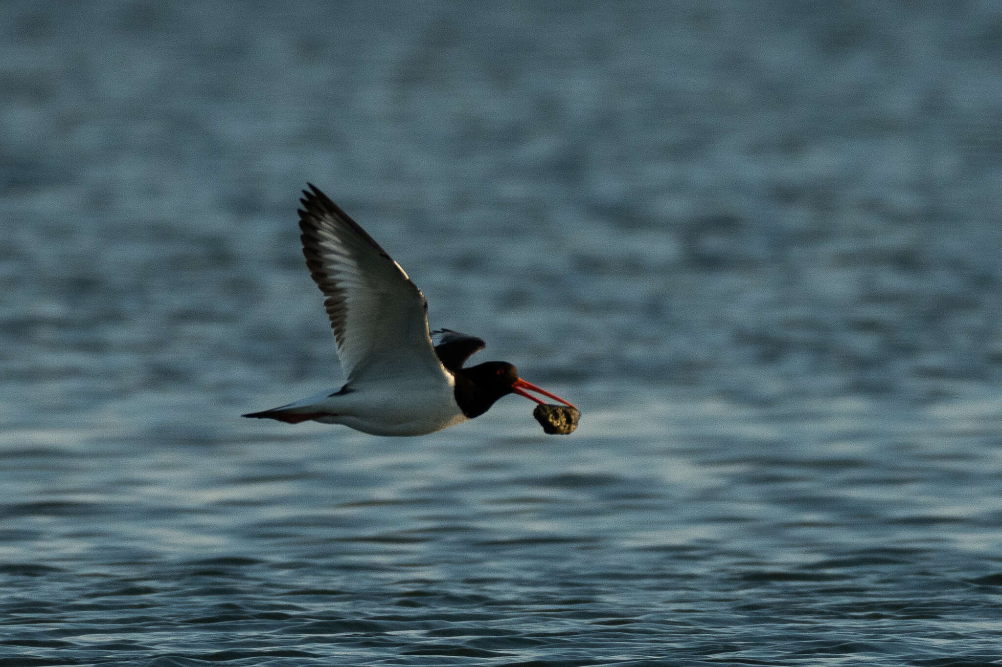 Image de Haematopus ostralegus longipes Buturlin 1910