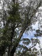 Sivun Eucalyptus piperita Sm. kuva