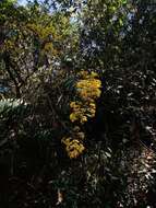 Image of Zemisia thomasii (Klatt) Pruski