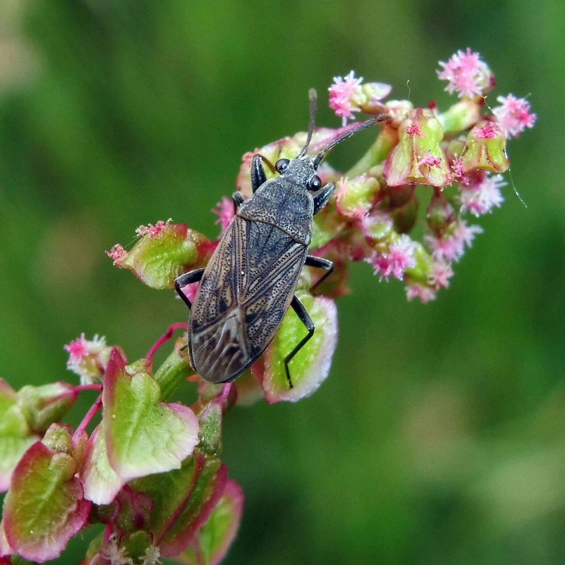 Peritrechus geniculatus (Hahn 1833) resmi