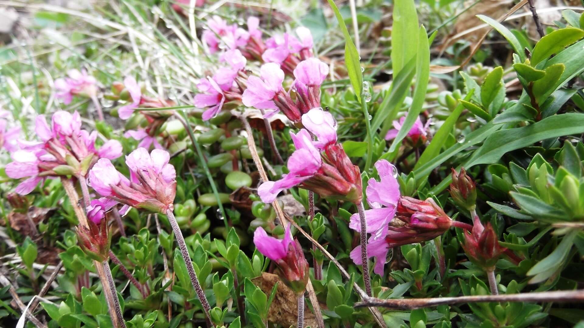 Image of cliff dwarf-primrose