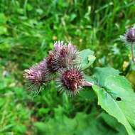 Image of Arctium ambiguum (Celak.) Nym.