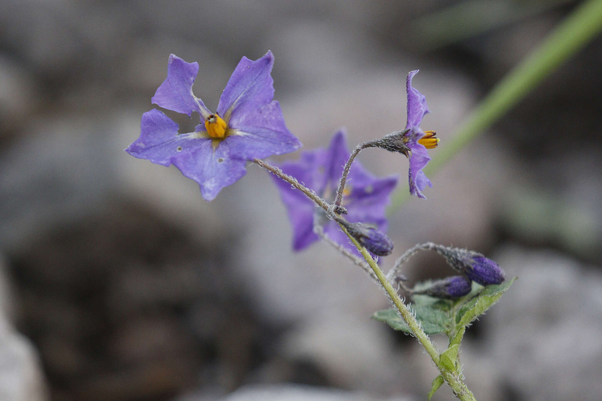 Solanum stoloniferum Schltdl. & Bouche的圖片