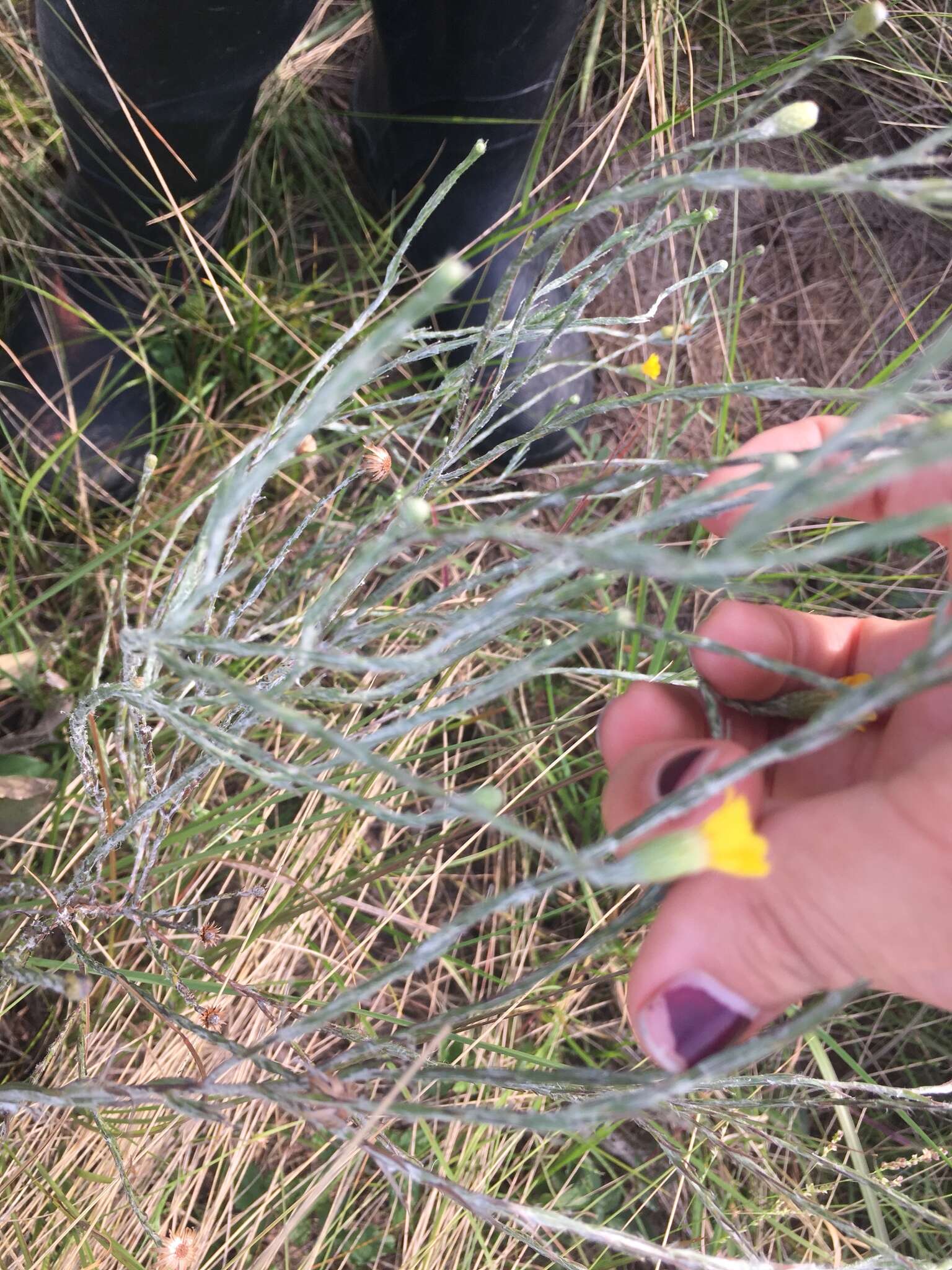 Image de Pityopsis graminifolia (Michx.) Nutt.