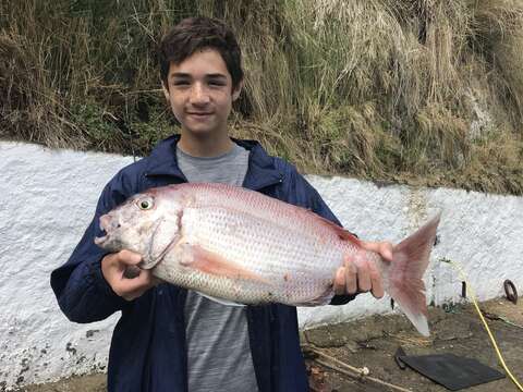 Image of Common Sea Bream