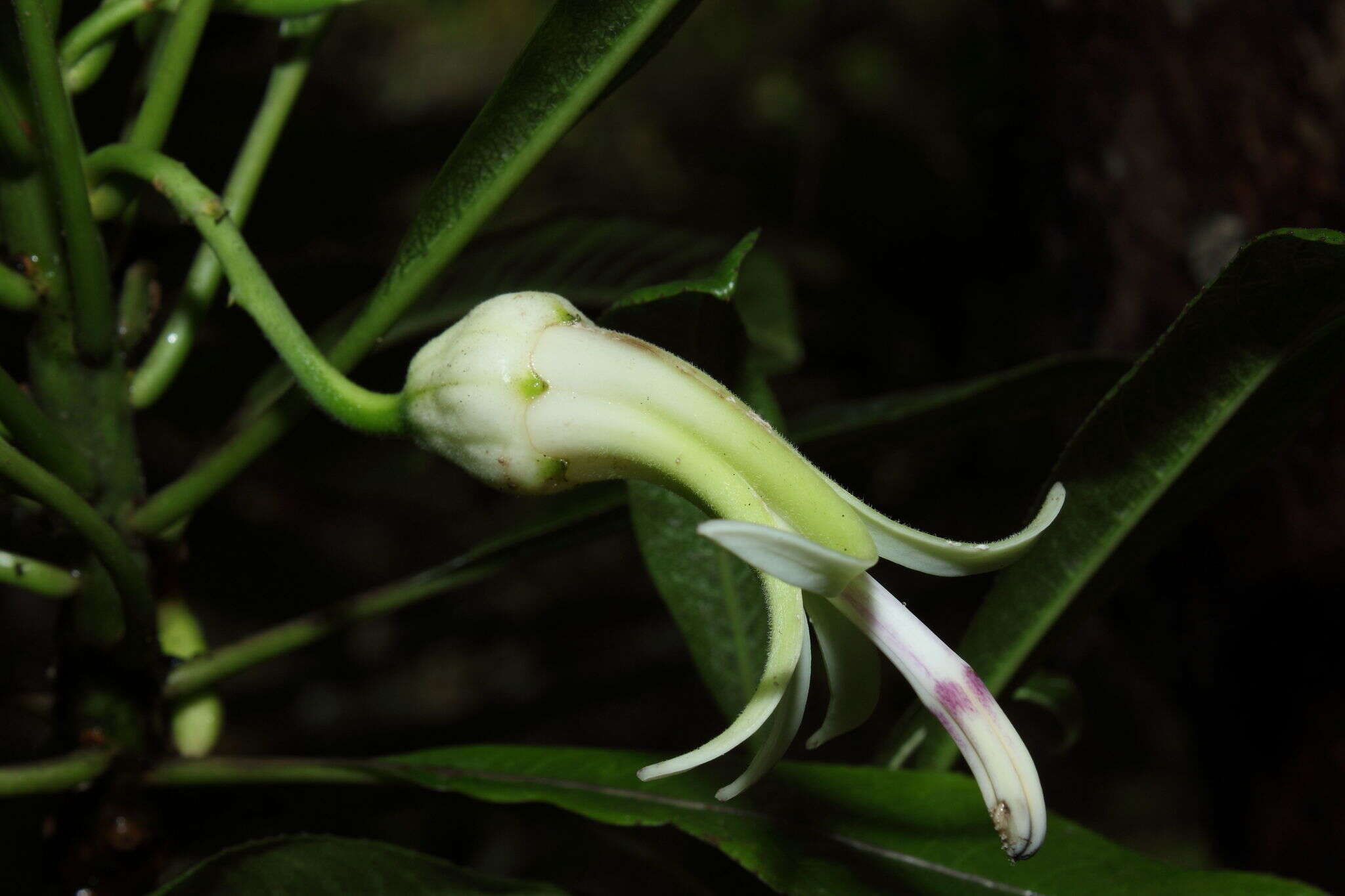 Слика од Clermontia clermontioides (Gaudich.) A. Heller