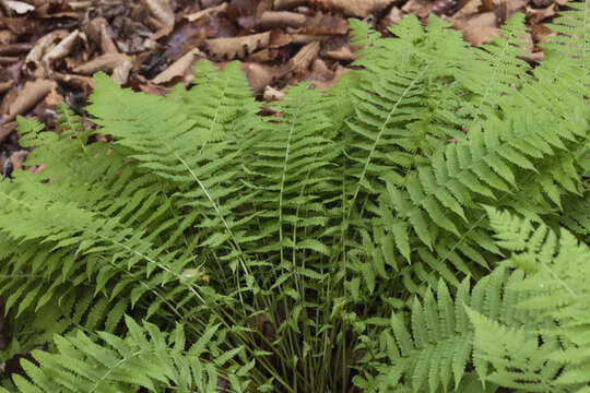 Image of Deparia pycnosora (Christ) M. Kato