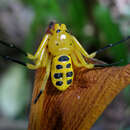 Image of Platythomisus octomaculatus (C. L. Koch 1845)