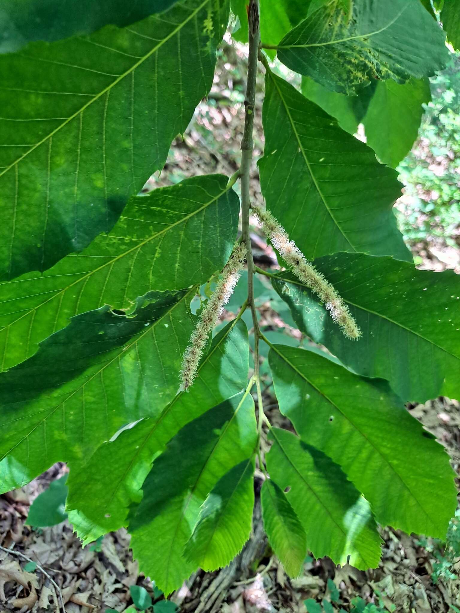 Castanea ozarkensis Ashe的圖片