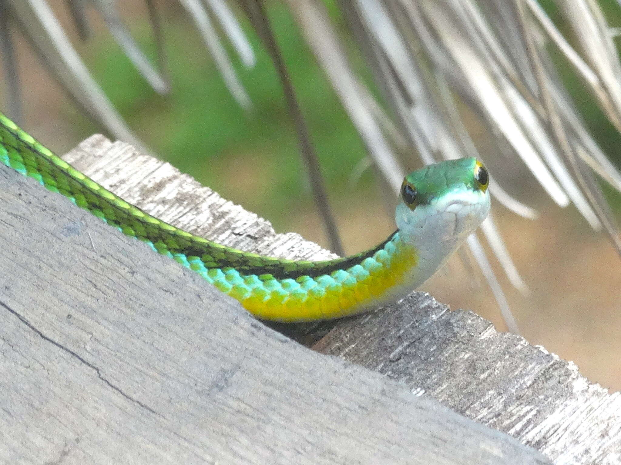 صورة Leptophis diplotropis (Günther 1872)