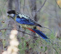 Image of Northern Rosella