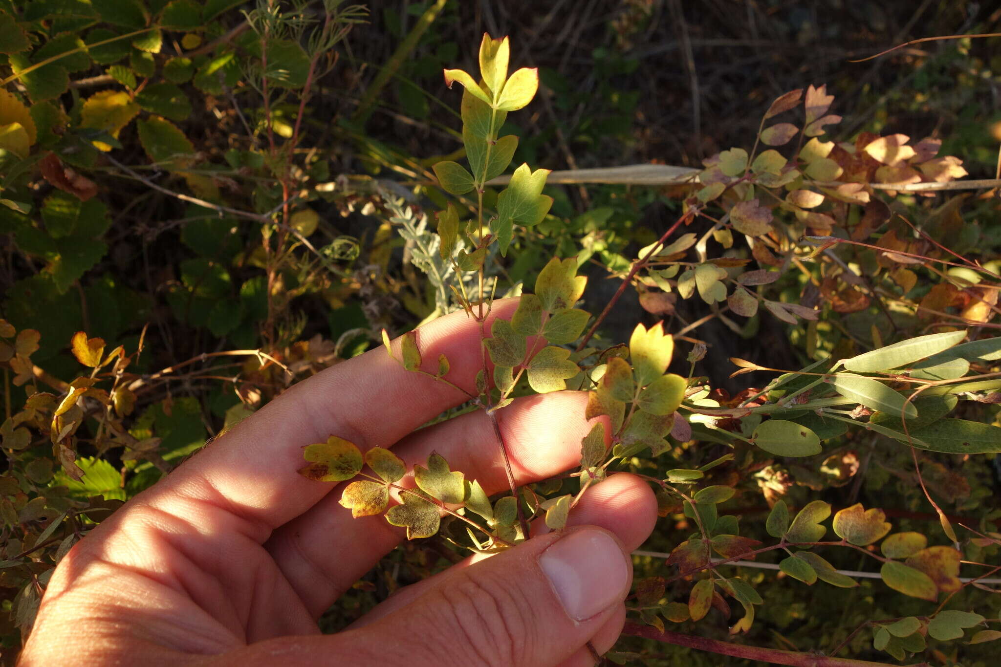 Image of Thalictrum squarrosum Stephan ex Willd.