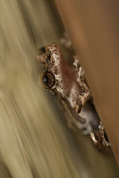 Image of Rio Verde Snouted Treefrog