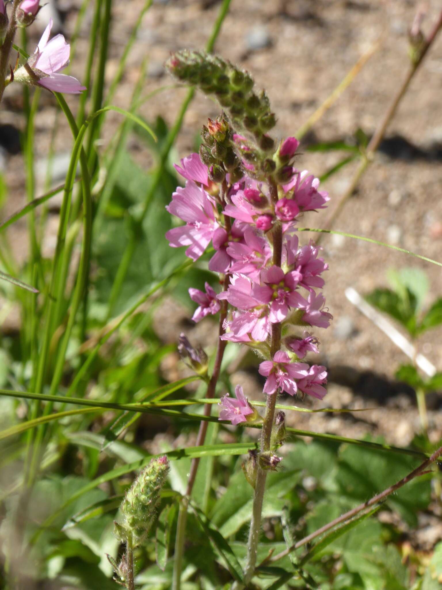 Image of Oregon checkerbloom