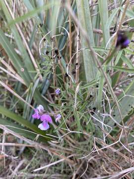 Image of <i>Glycine rubiginosa</i>