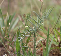 Onobrychis dielsii (Sirj.) Vassilcz.的圖片