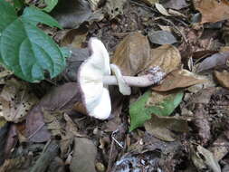 Image of Leucoagaricus lilaceus Singer 1952