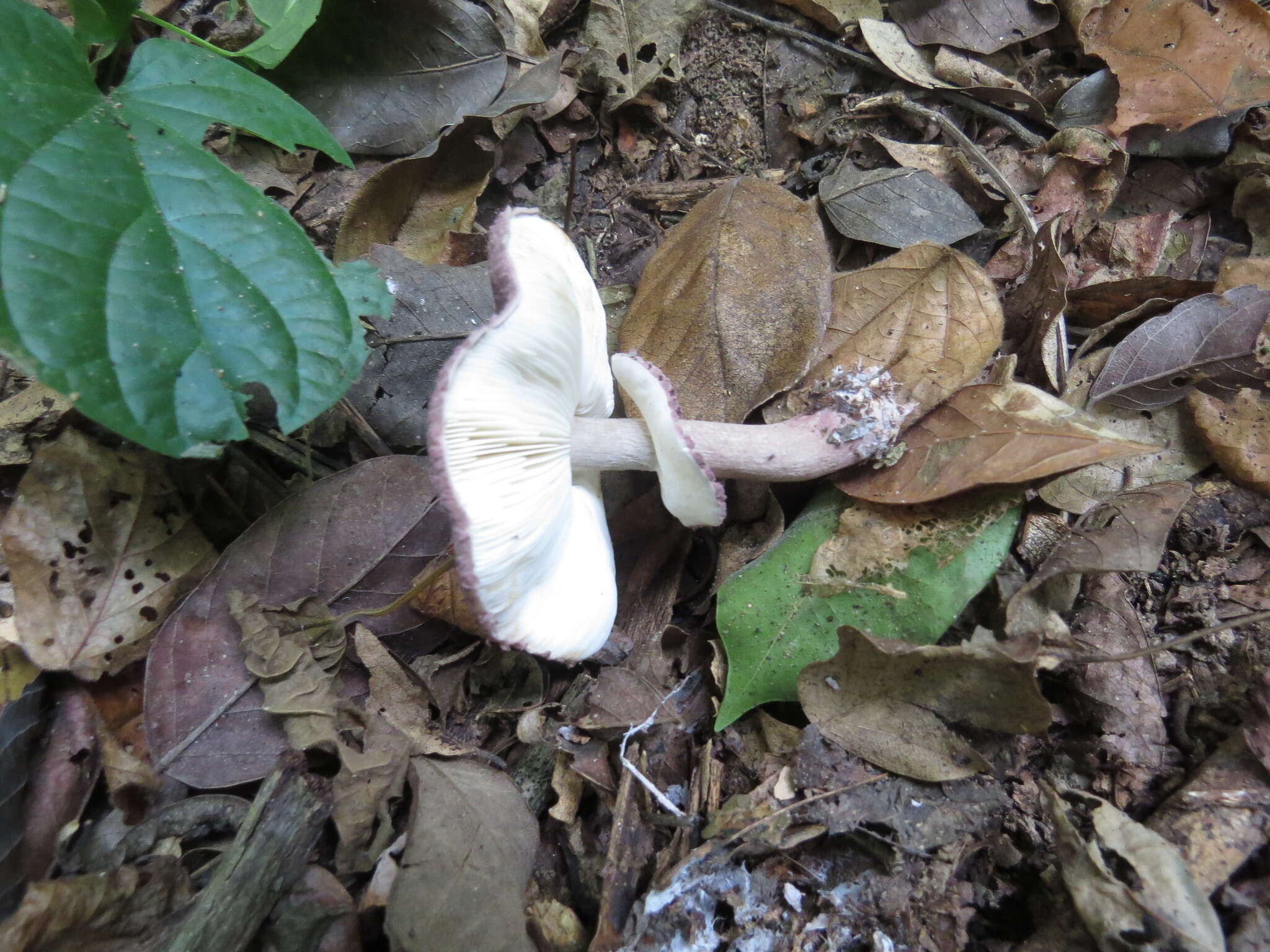 Image of Leucoagaricus lilaceus Singer 1952