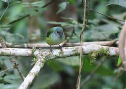 Image of Black-headed Tanager