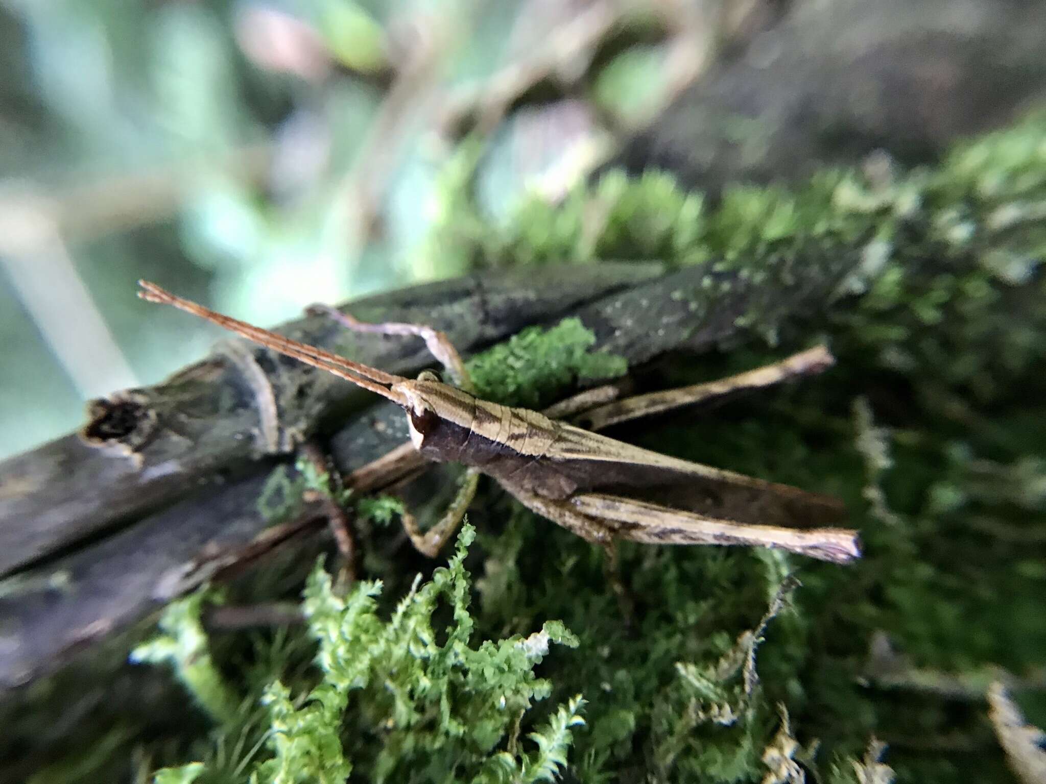 Image of Phaeoparia depressicornis (Bruner & L. 1907)