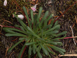 Image of Columbian lewisia