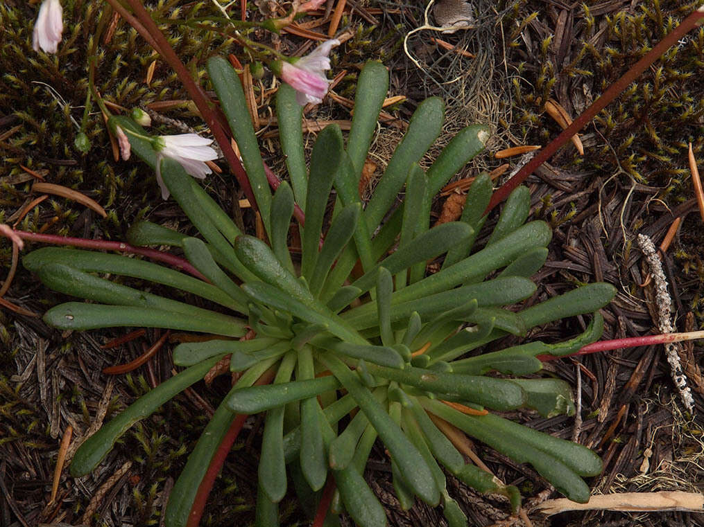 Image of Columbian lewisia