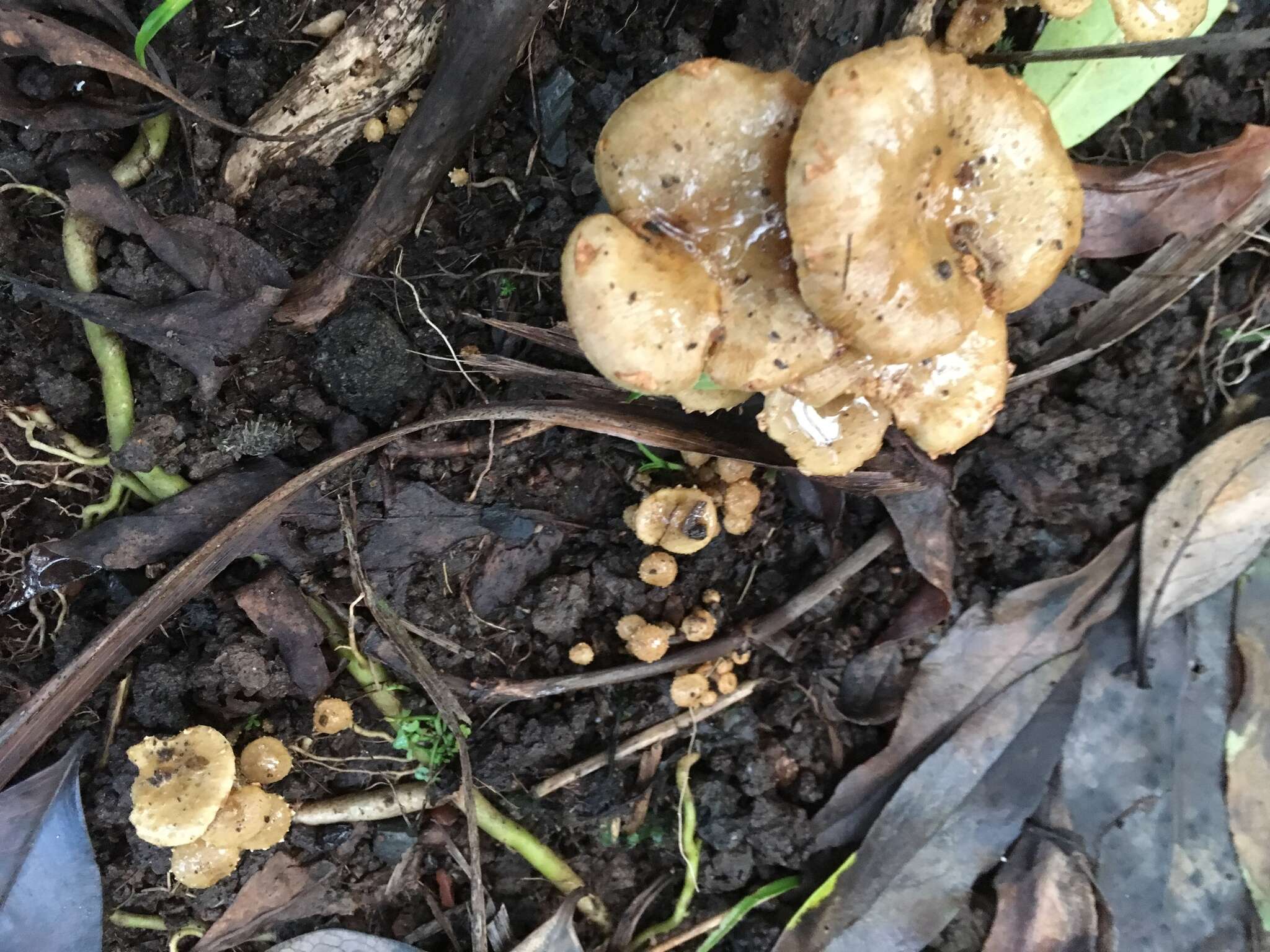 Image de Pholiota subflammans (Speg.) Sacc. 1891