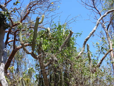 Imagem de Pilosocereus robinii (Lem.) Byles & G. D. Rowley