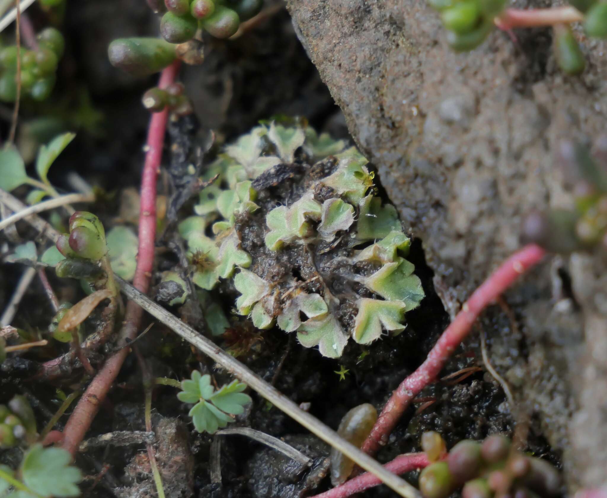 Sivun Riccia ciliifera Link kuva