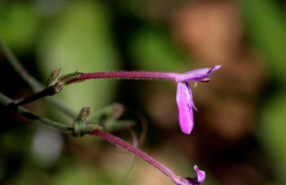 Rhinacanthus gracilis Klotzsch resmi