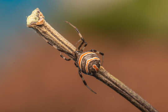 Latrodectus renivulvatus Dahl 1902的圖片