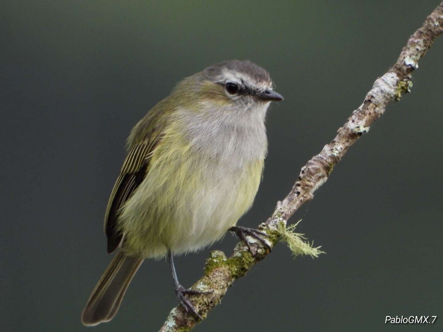 Image of Guatemalan Tyrannulet