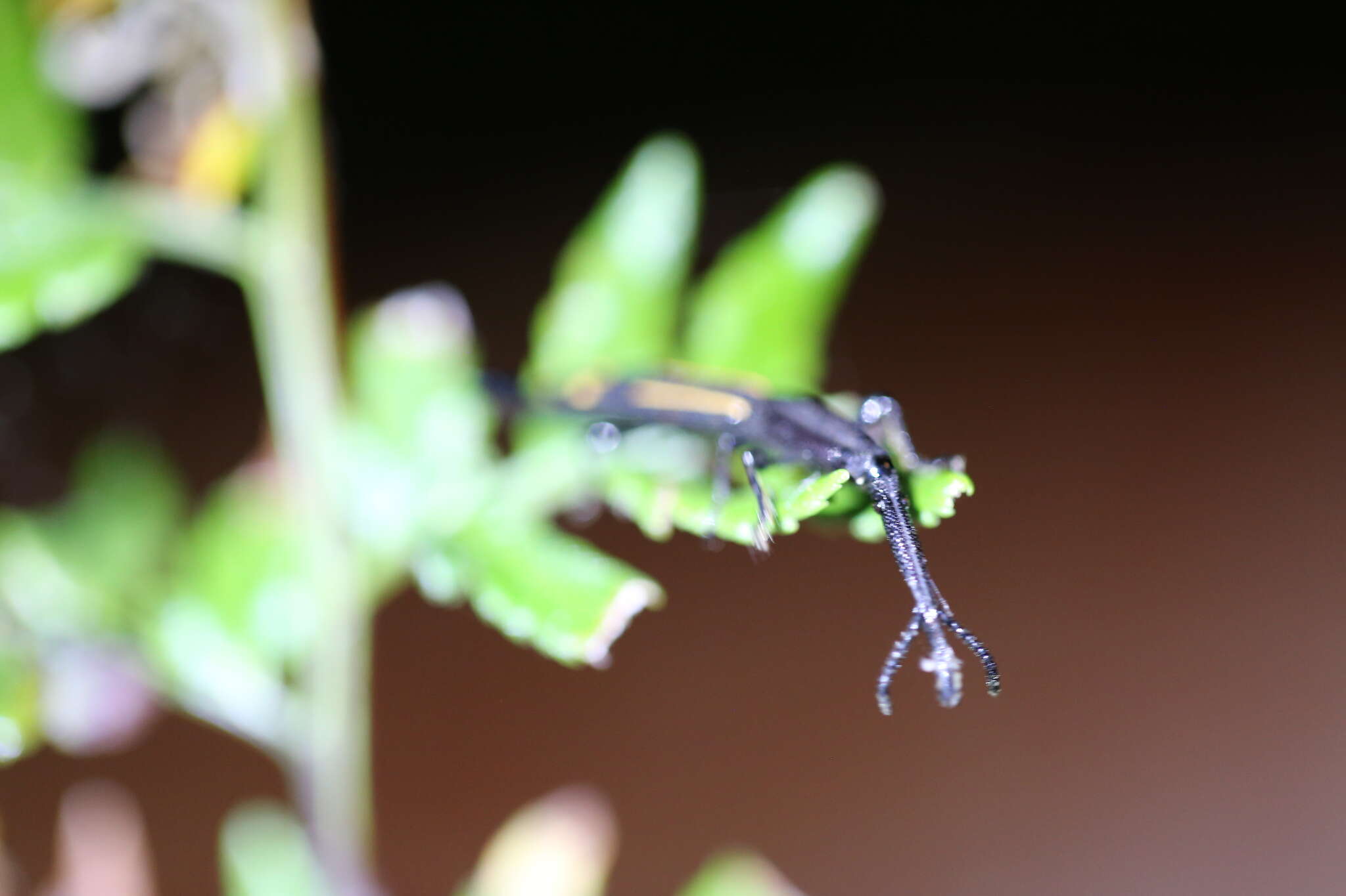 Uropteroides douei (Montrouzier 1861) resmi