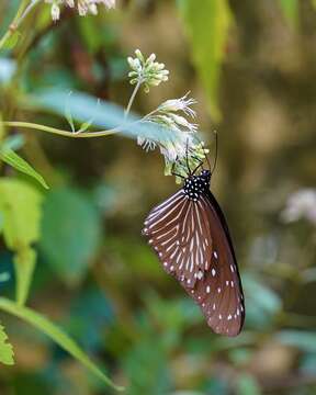 Euploea mulciber barsine Fruhstorfer 1904的圖片