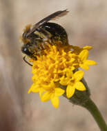 Image of Andrena sola Viereck 1917