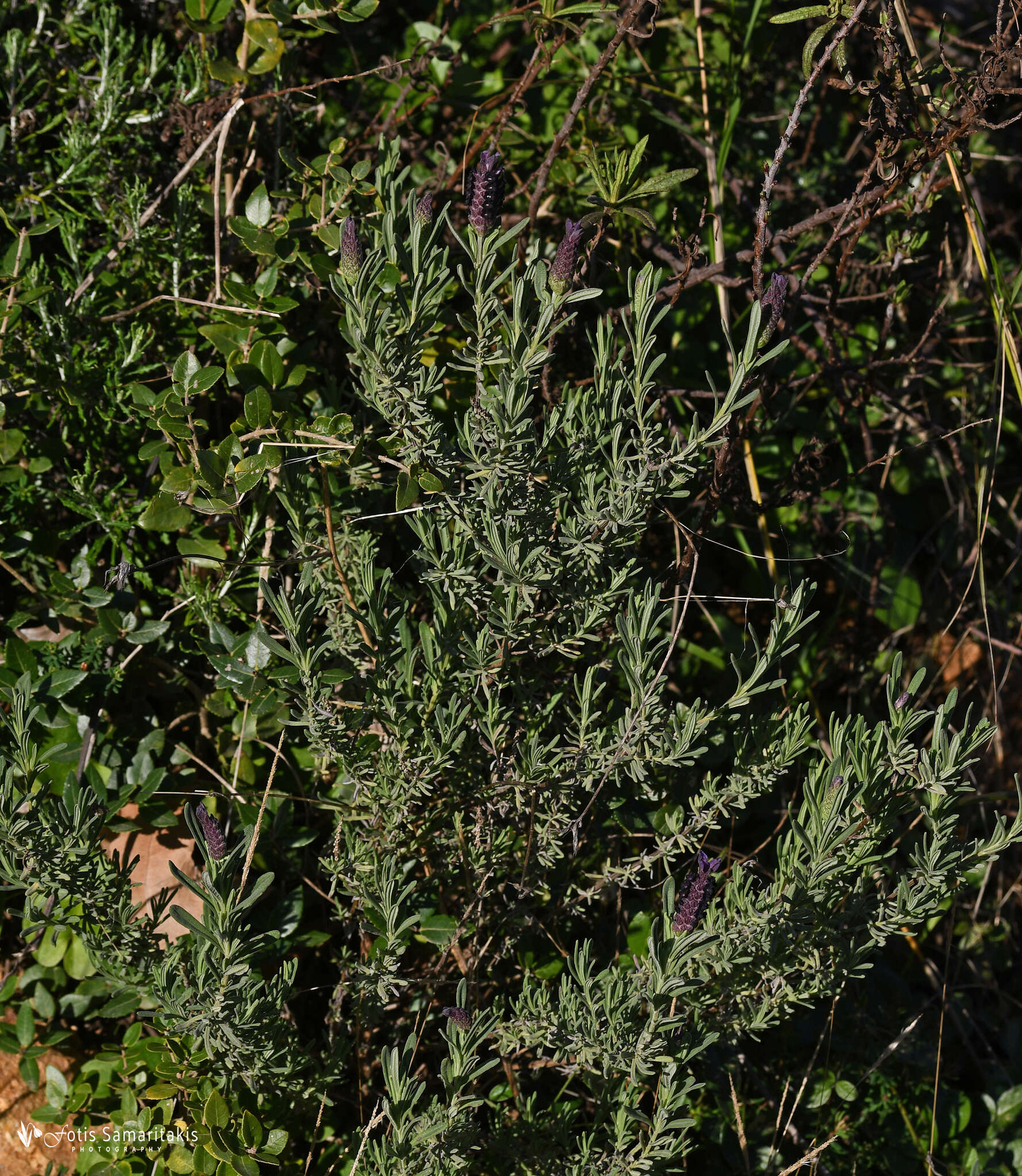 Imagem de Lavandula stoechas subsp. stoechas